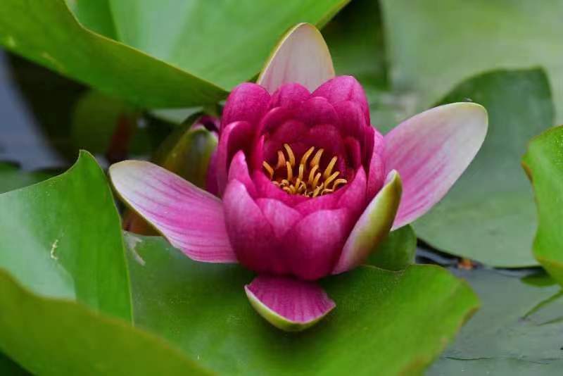 大梨樹睡蓮盛開！這里的睡蓮~Sweet 超甜~